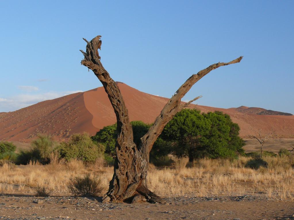 Anfang vom Sossusvlei Park - der angeblich meist fotografierte Baum des Landes, ca. 30 Minuten nach Sonnenaufgang
Bild ist unbearbeitet, kein Filter o
