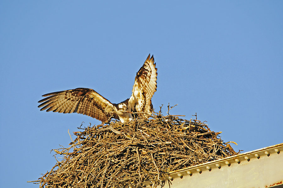 Anflug aufs Nest