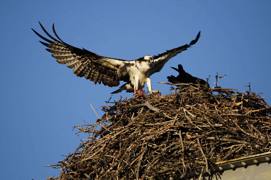Anflug des Maennchens
