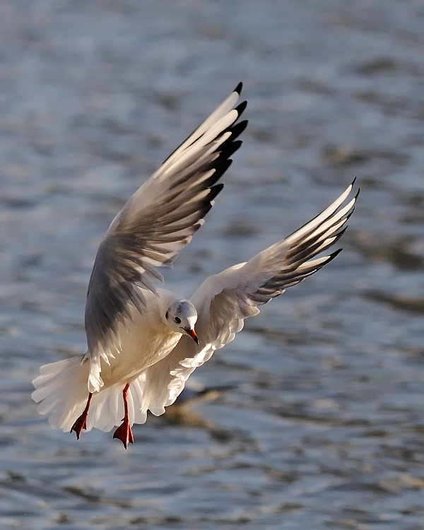 Anflug Lachmoewe 
Nürnberg
Woerdersee
