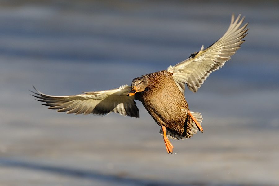 Anflug Stockente
Tiergarten Nürnberg