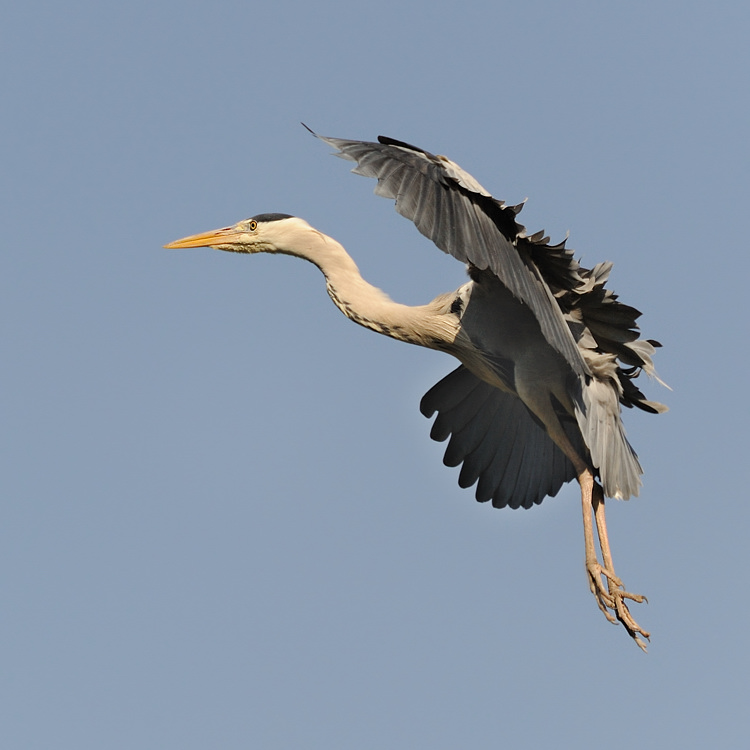 Anflug