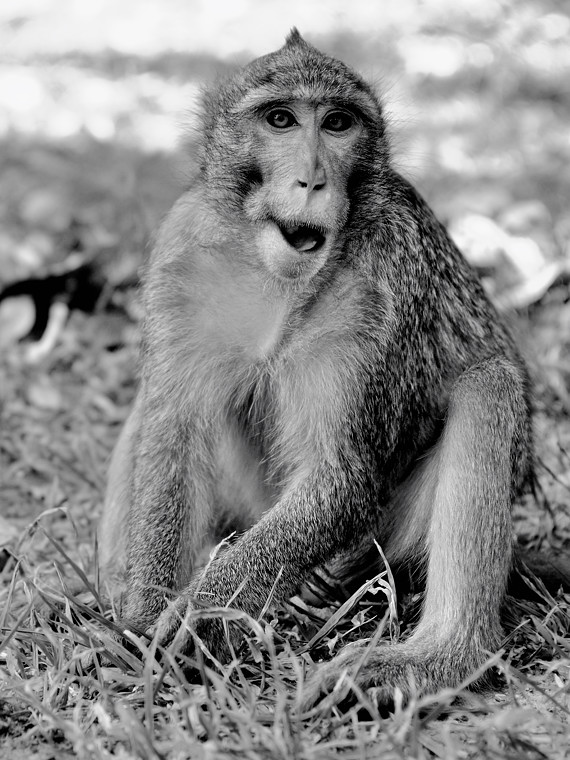 Angkor