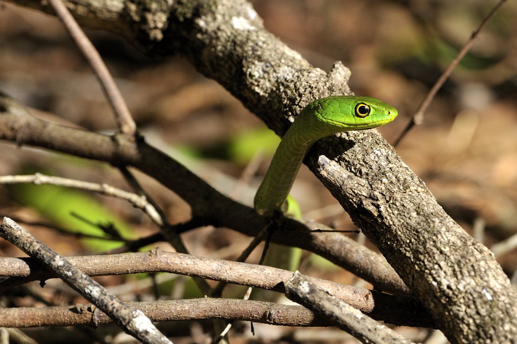 Angolan green snake