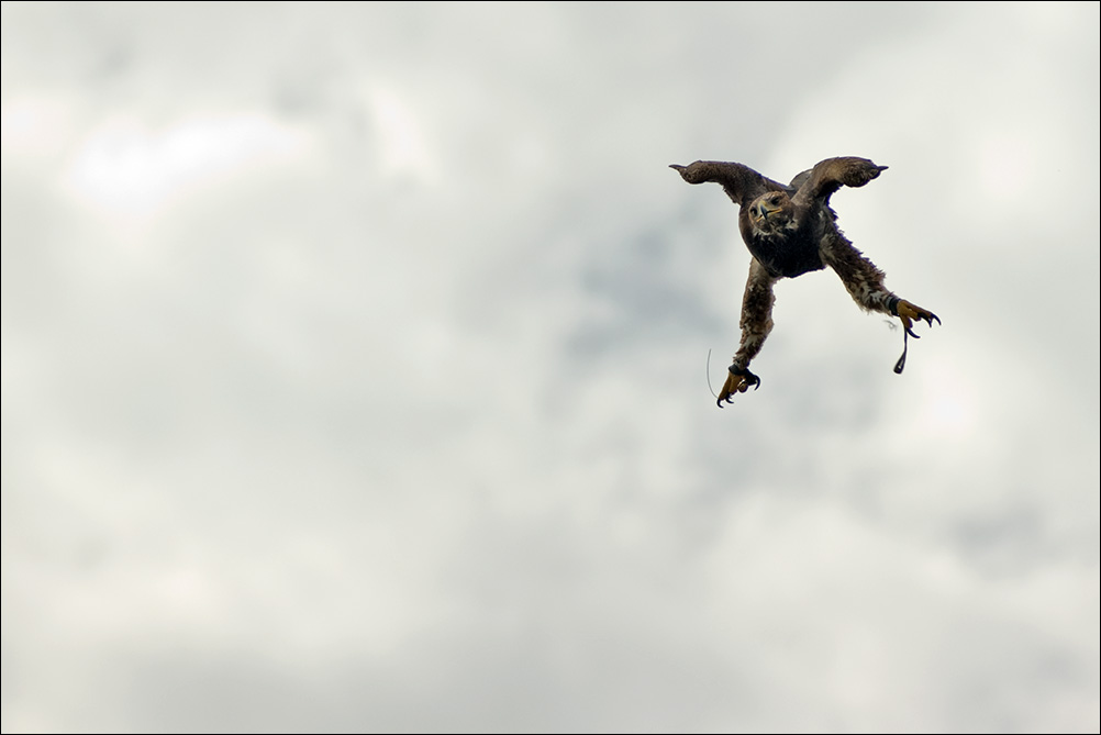 Angriffsflug des jungen Weisskopfseeadlers