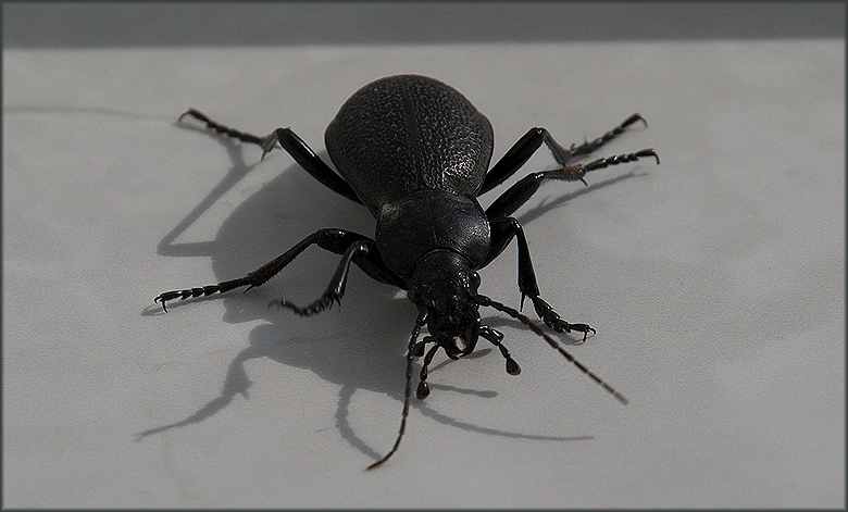 animal17