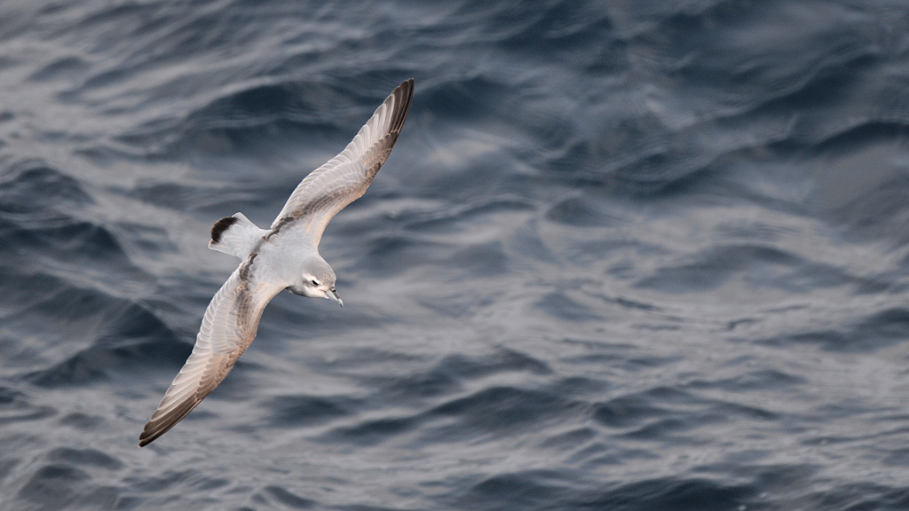Antarctic Prion
Drake Passage
1180