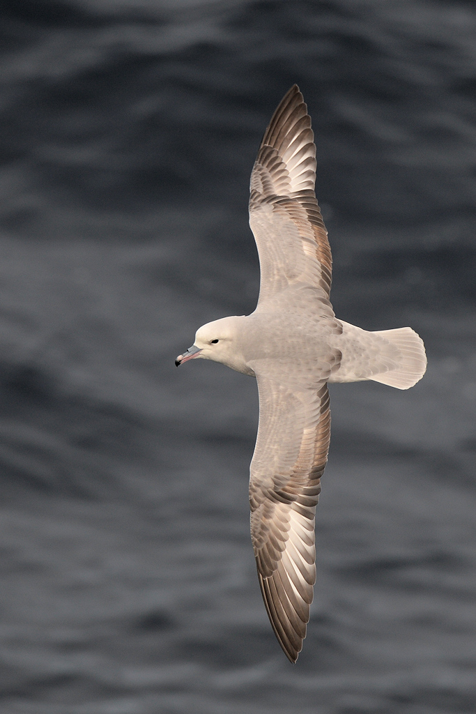 Antarktischer Eissturmvogel (Southern Fulmar)
3600 h