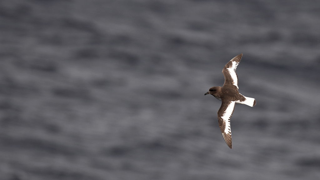 Antarktischer Sturmvogel (Antarktis Petrel)
4530