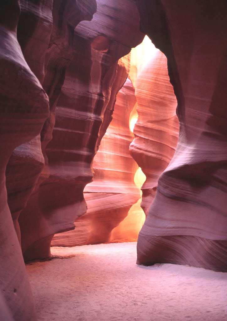 Antelope