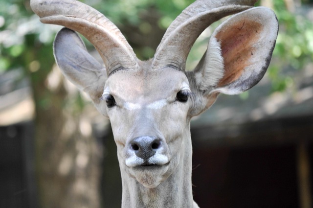 Antilope