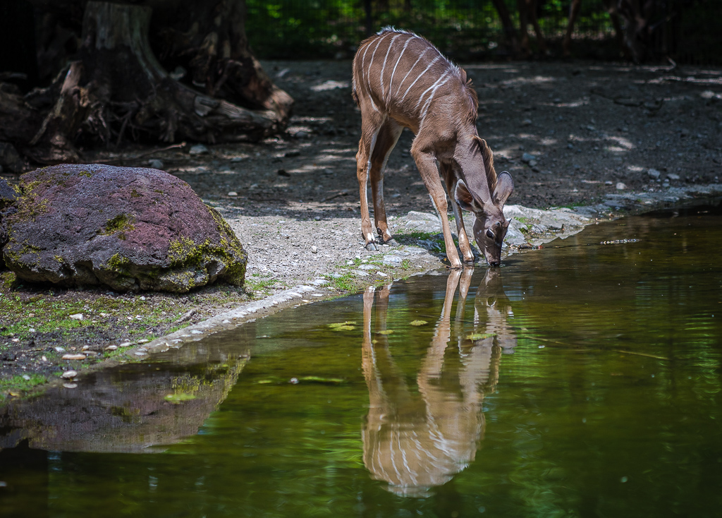 Antilope