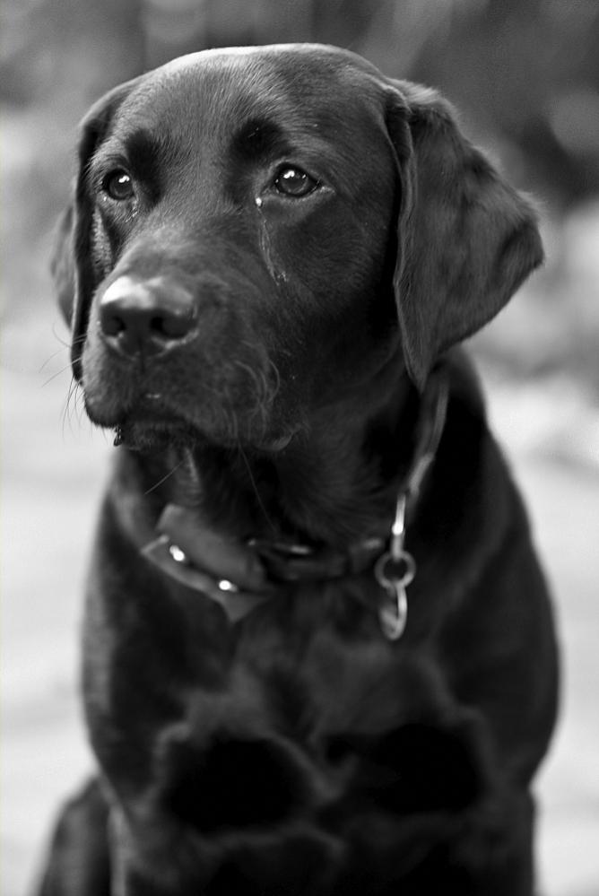 Anton