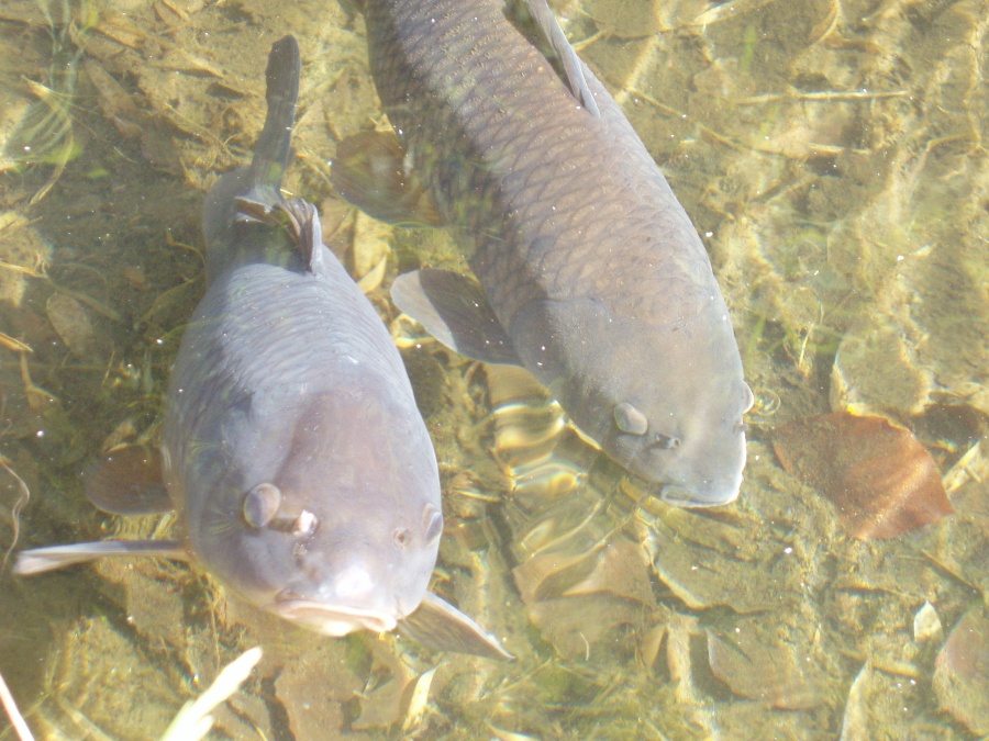 Antwerpen   2004 05 22 09 43 58   Botanischer Garten Fische
