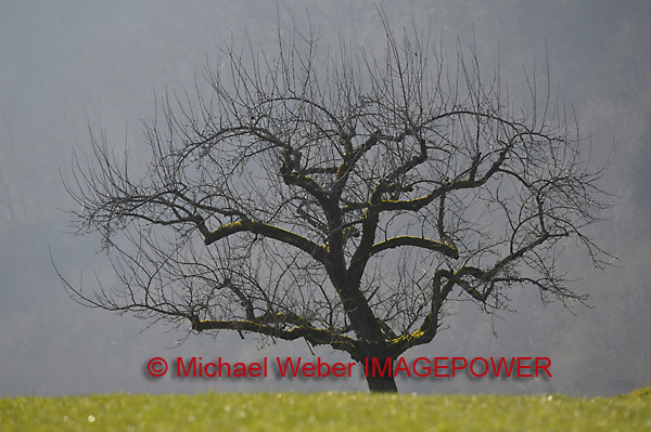 aObstbaum