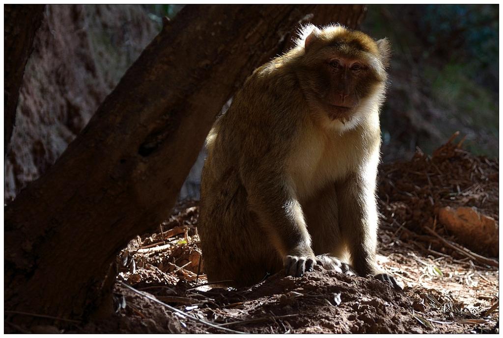 ape