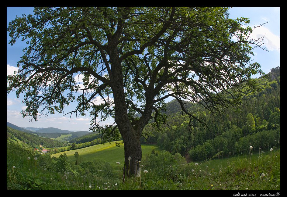 Apfel (Streuobst)
s DSC 0077