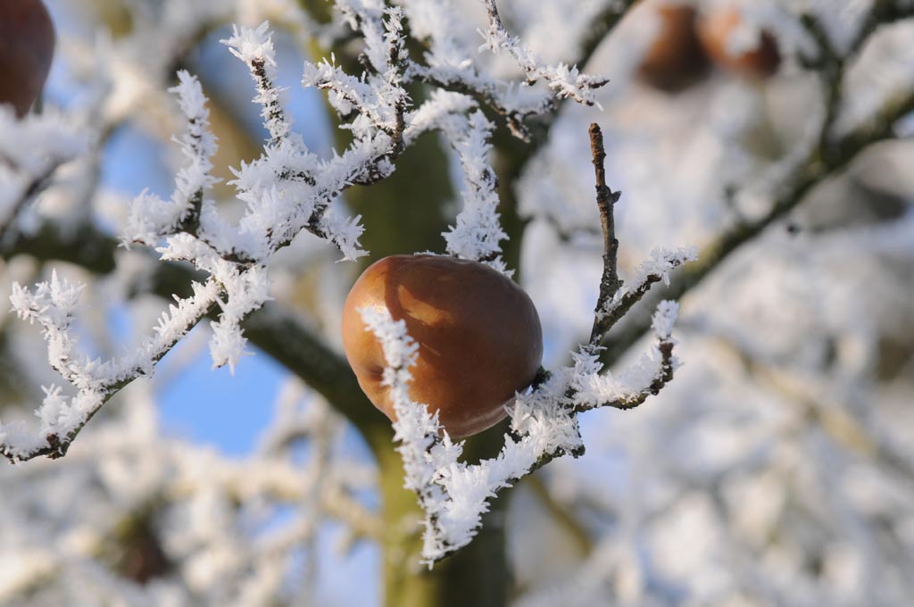 Apfel und Schnee