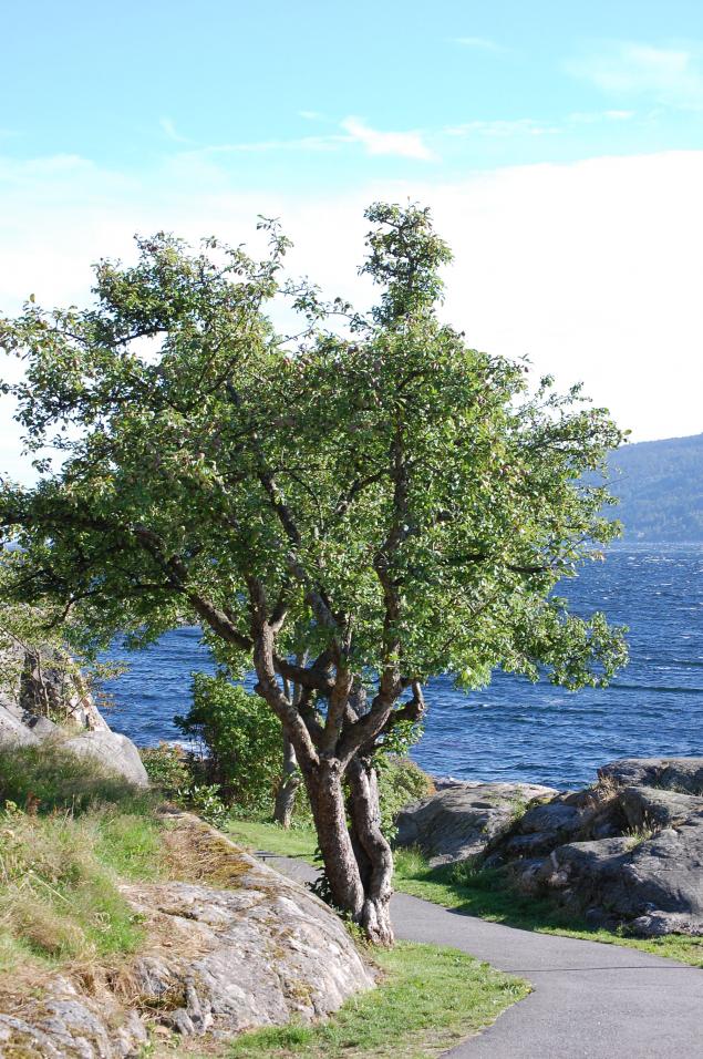 Apfelbäume am Fjord in Drøbak