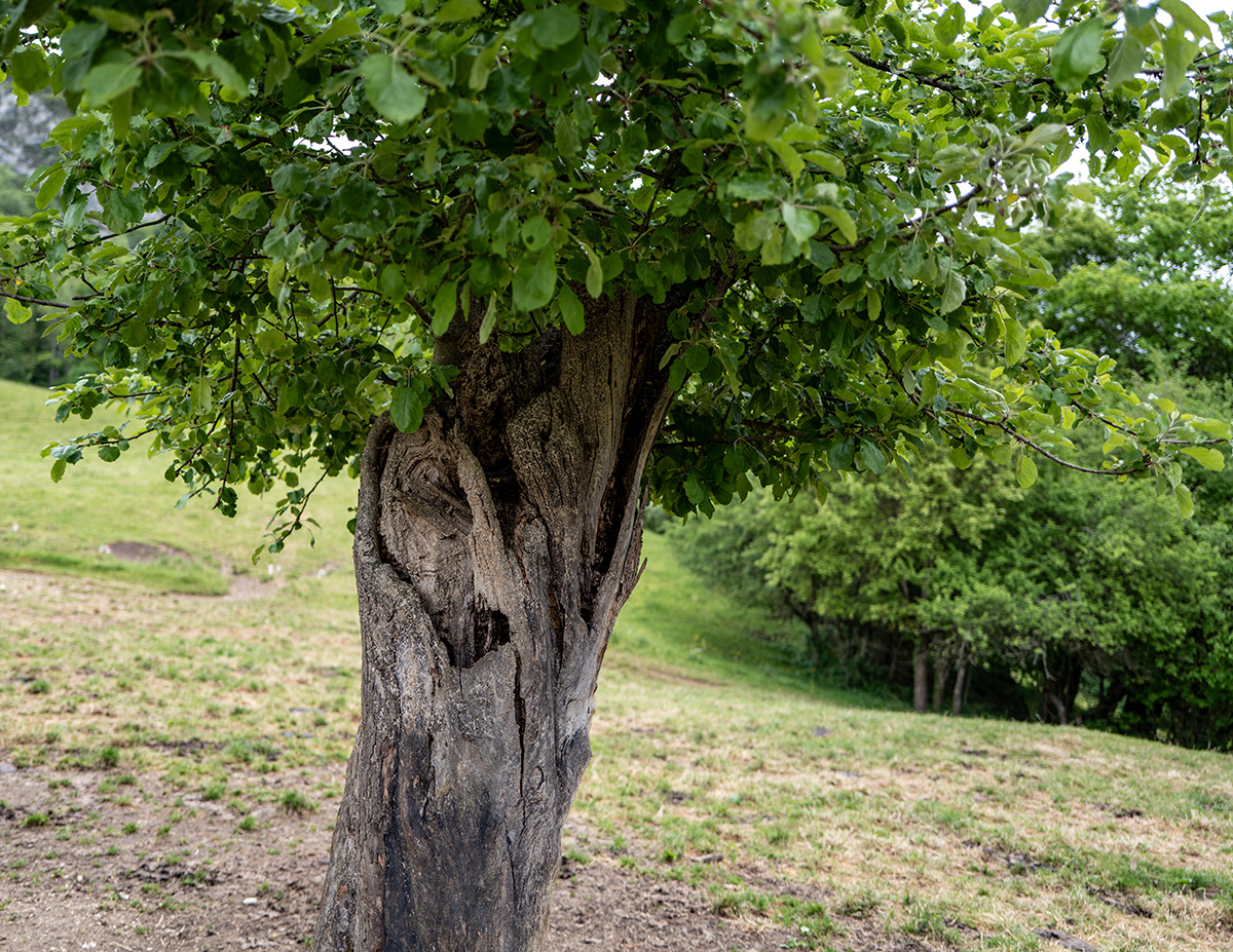 Apfelbaum.jpg