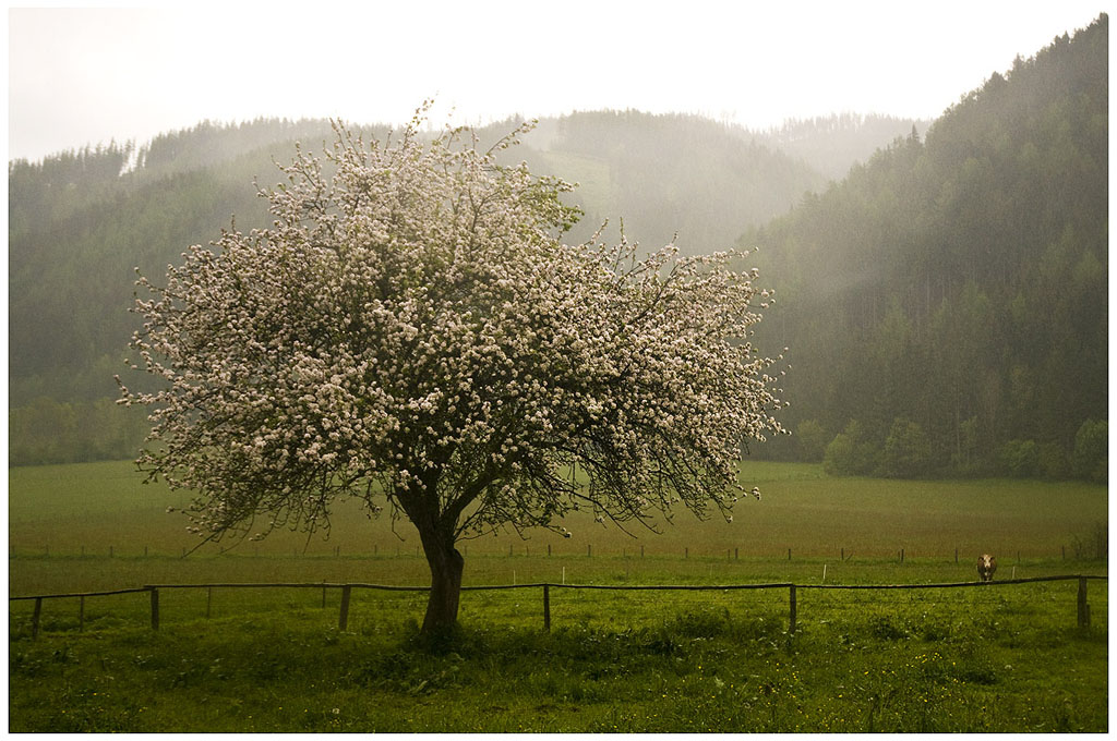 Apfelbaum
und die Kuh am Zaunbalken