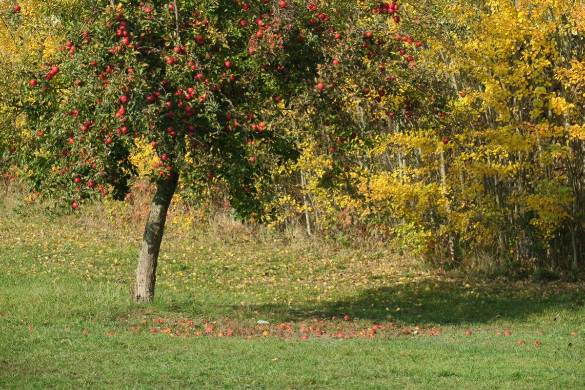 Apfelbaum