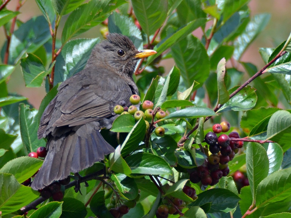 Apfelbeer Amsel NF