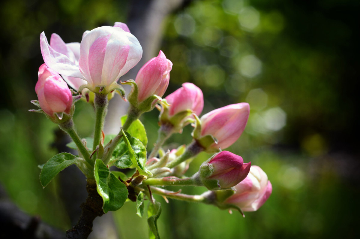 Apfelblüte 1200