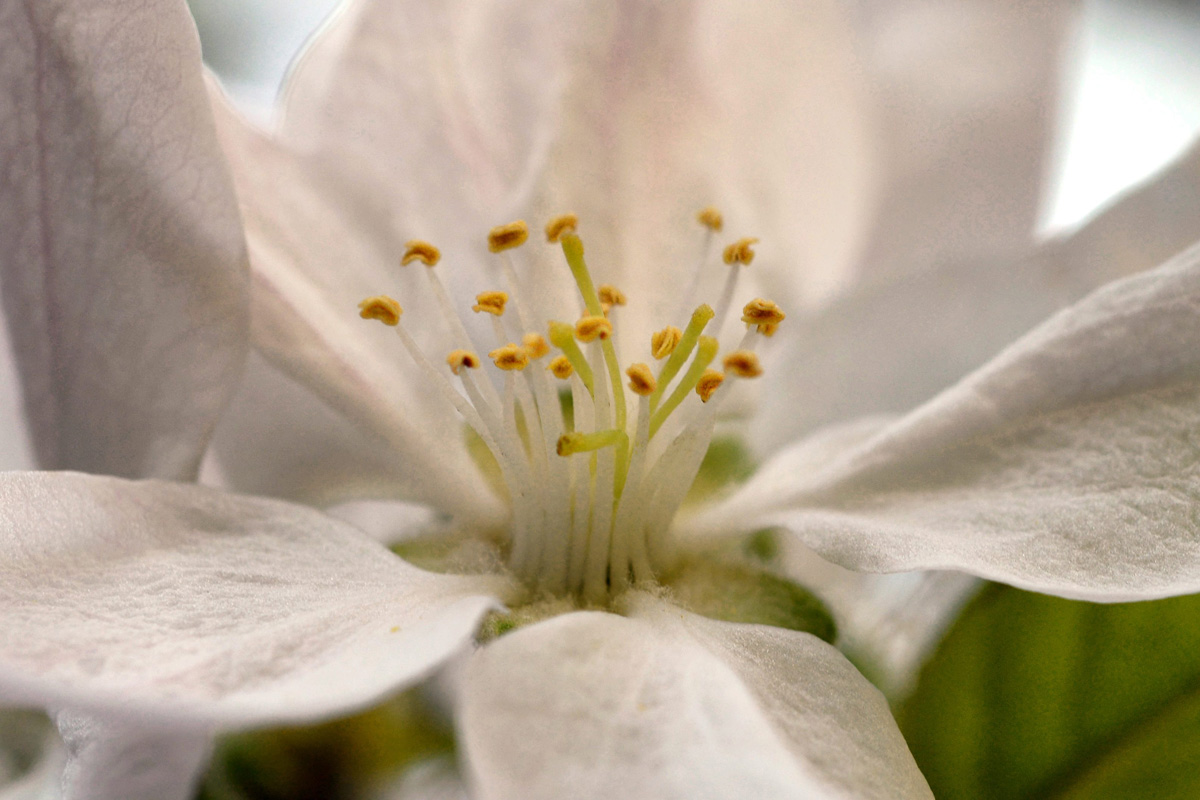 Apfelblüte 18 04 2018 1200