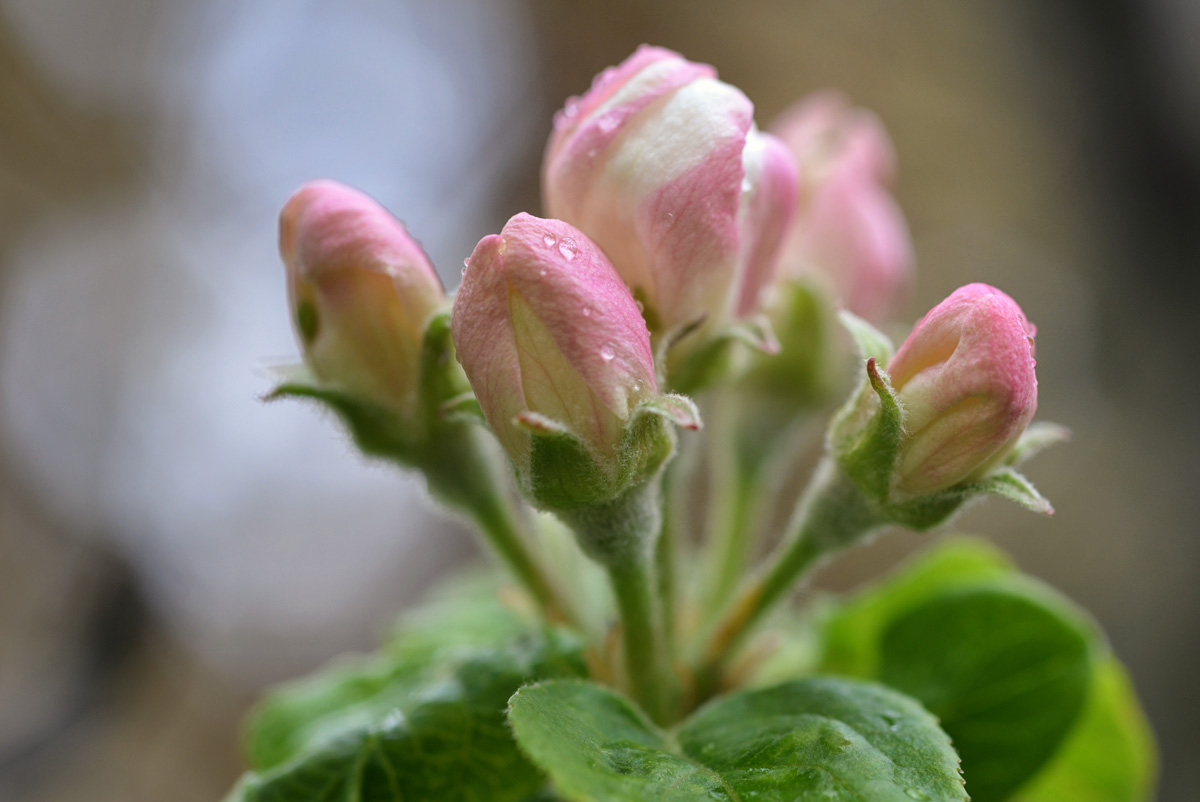 Apfelblüte 2019 1200