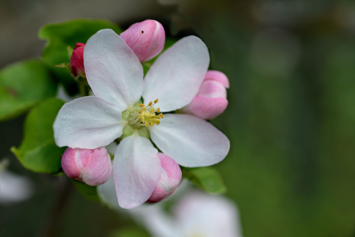 apfelblüte frühapfel