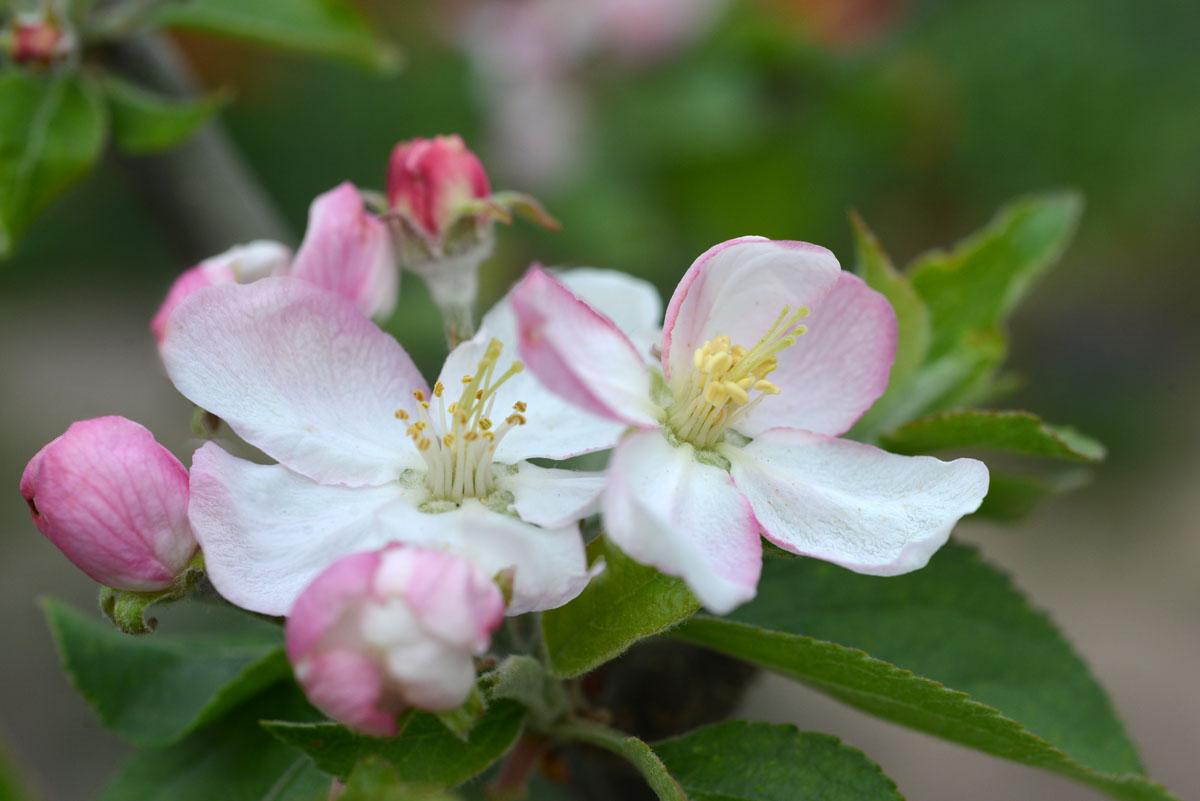 apfelblüte renette 10 04 2017