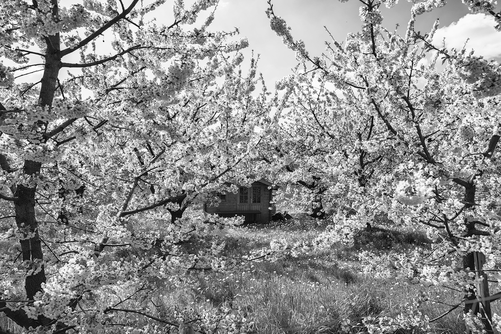 Apfelblüte
