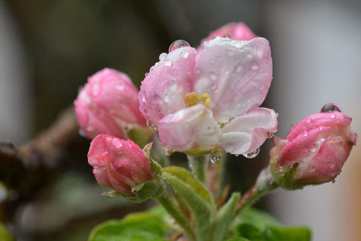 apfelblüte_08_04_2022_1200.jpg