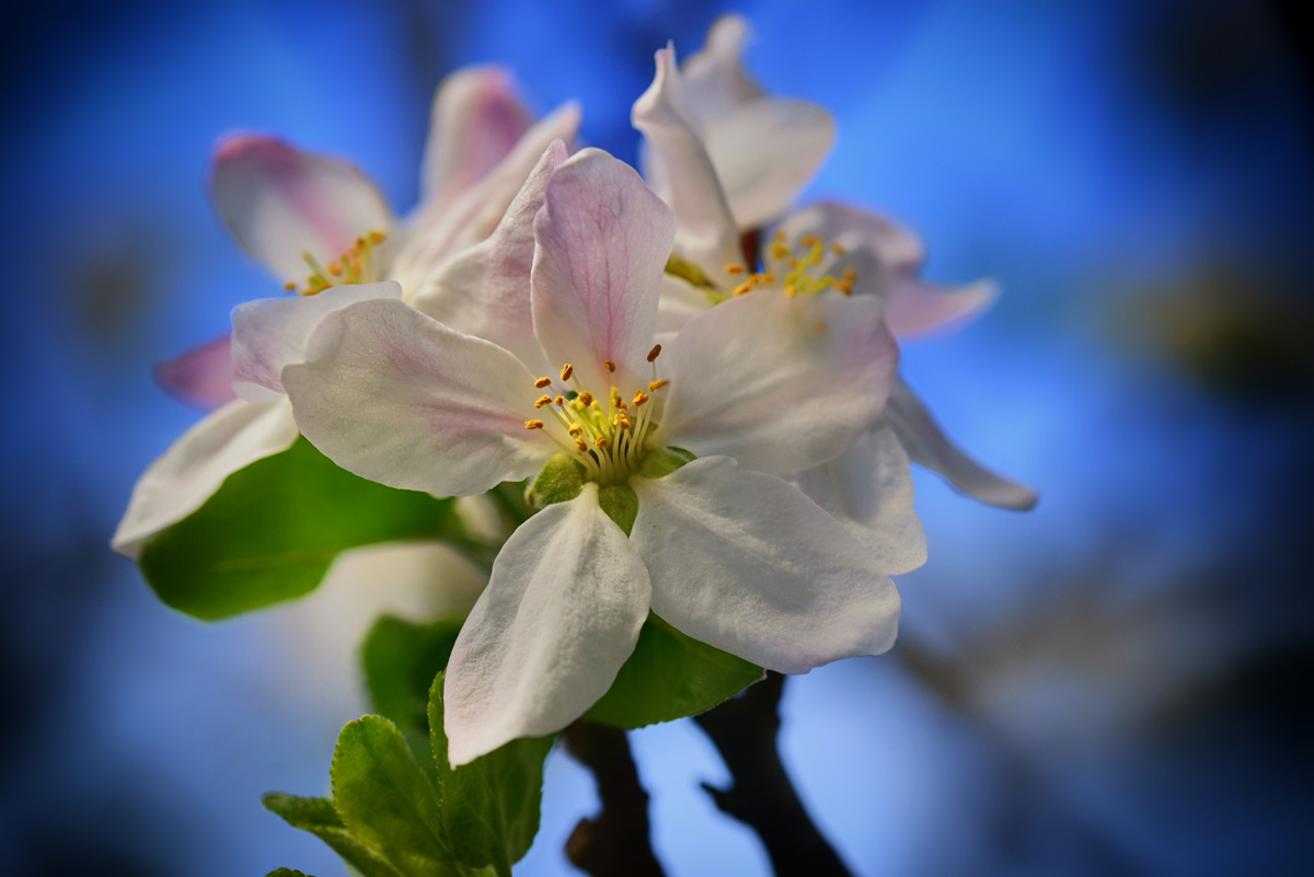 apfelblüte_2022_1200.jpg