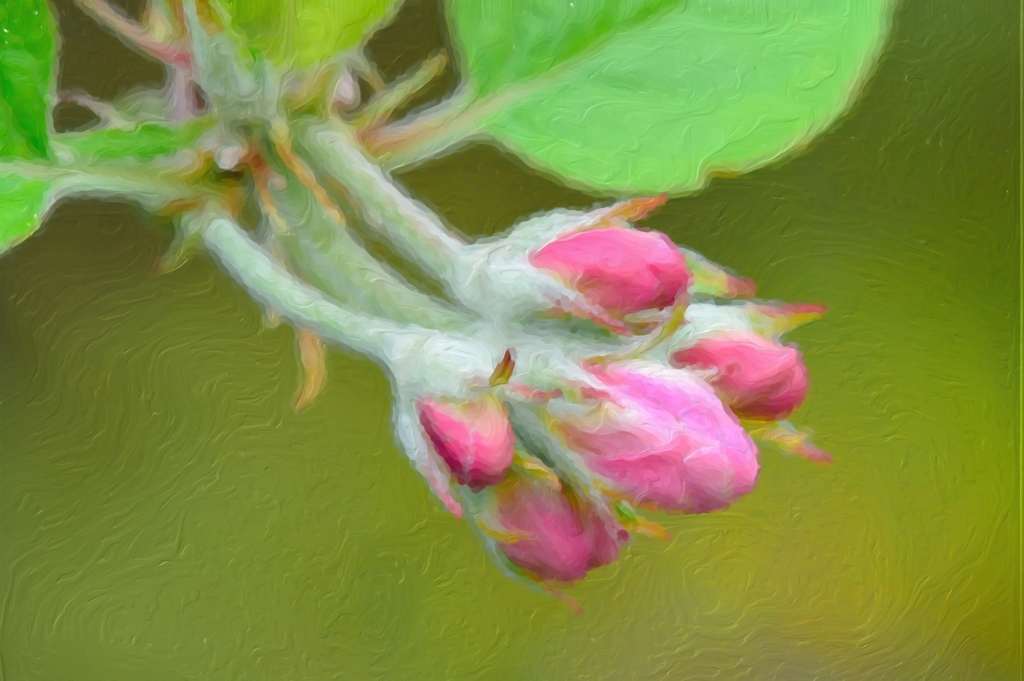 Apfelblüten