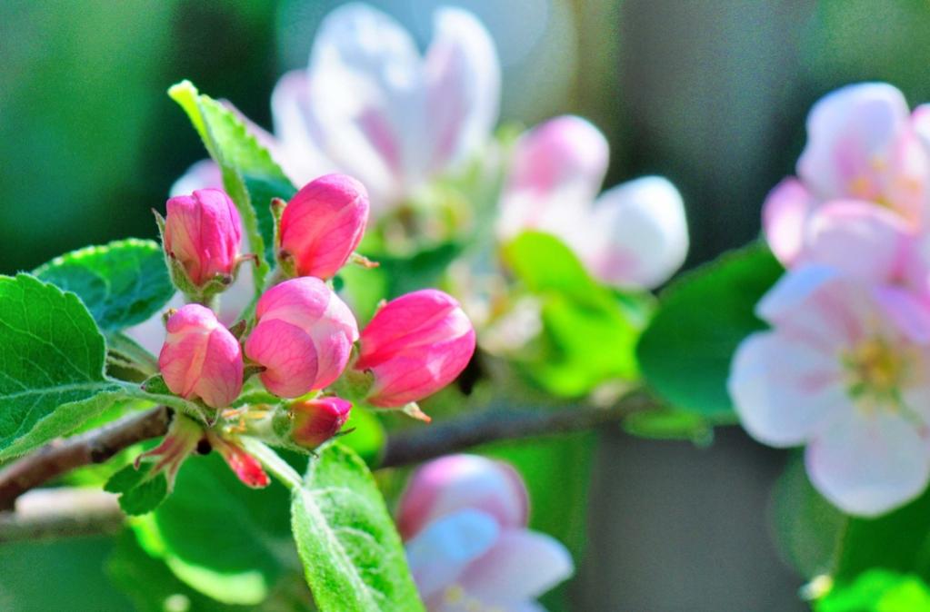 Apfelblüten