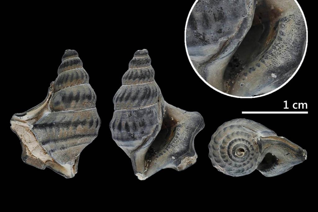 APO09 Aporrhais (Aporrhais) dingdensis MARQUET GRIGIS &amp; LANDAU 2002 22,3x17,5 mm s800