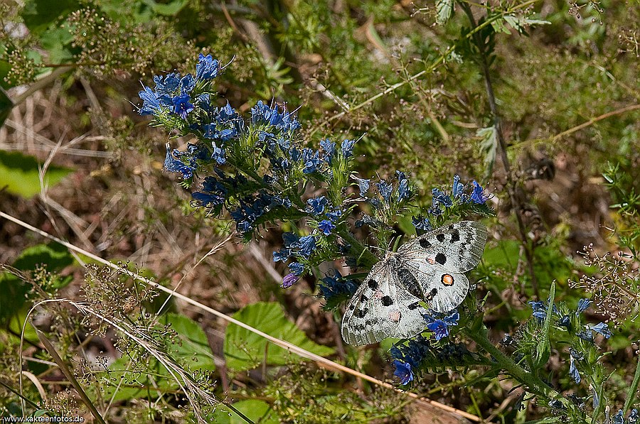Apollofalter bei Klotten 1
