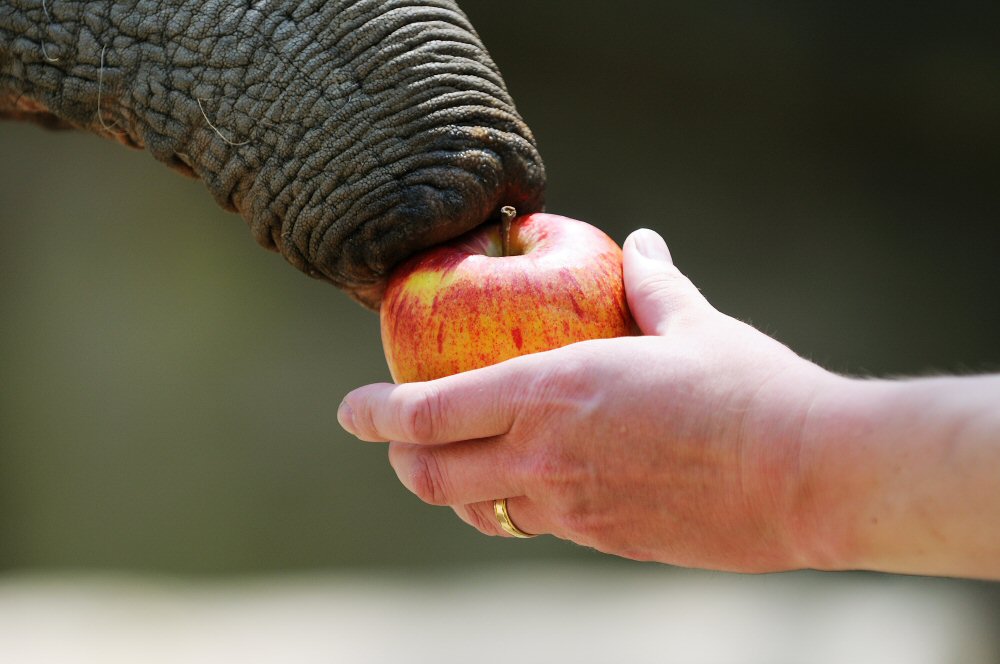 applefant