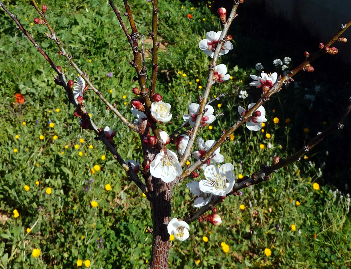 Apricosenff.jpg