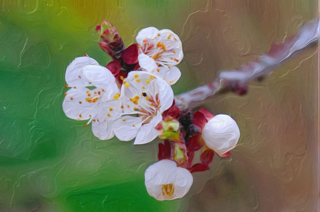 Aprikosenblüten