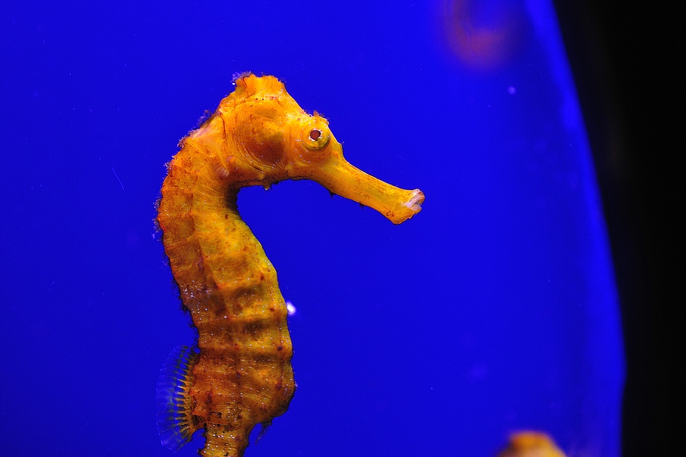 Aquarium Palma Seepferd