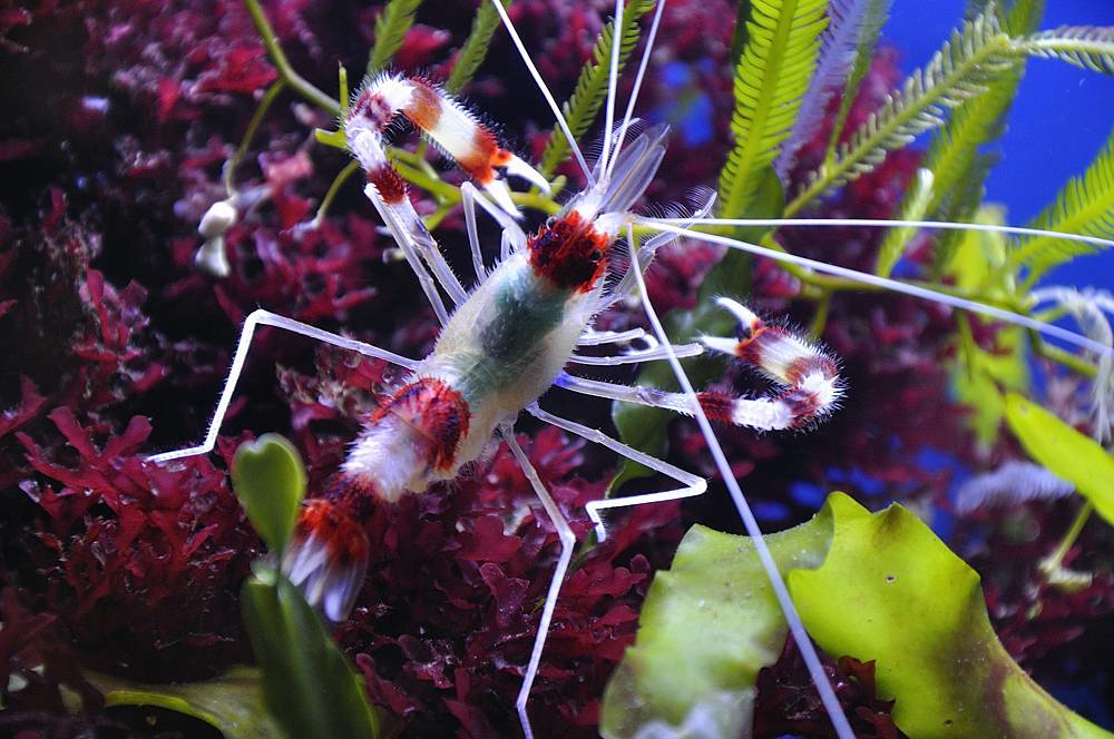 Aquarium