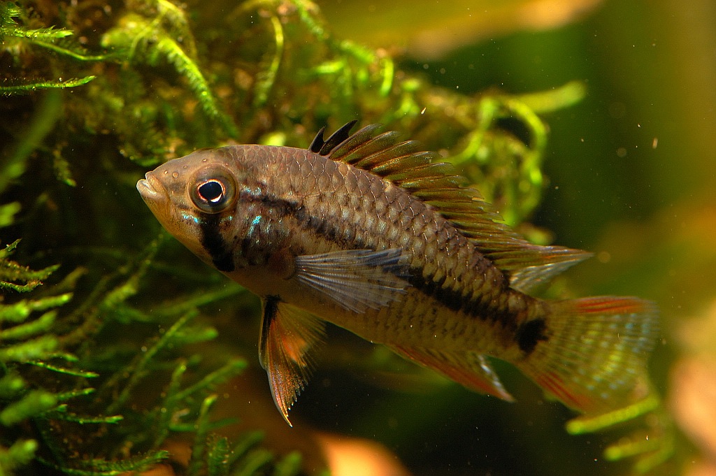 AquariumNF 012