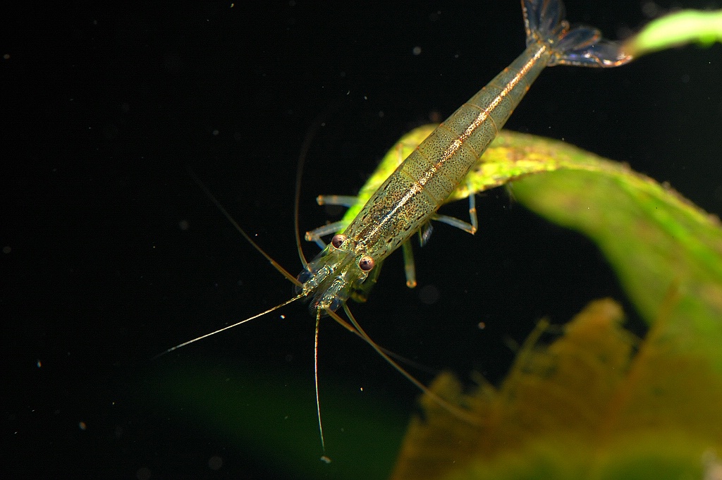AquariumNF 049