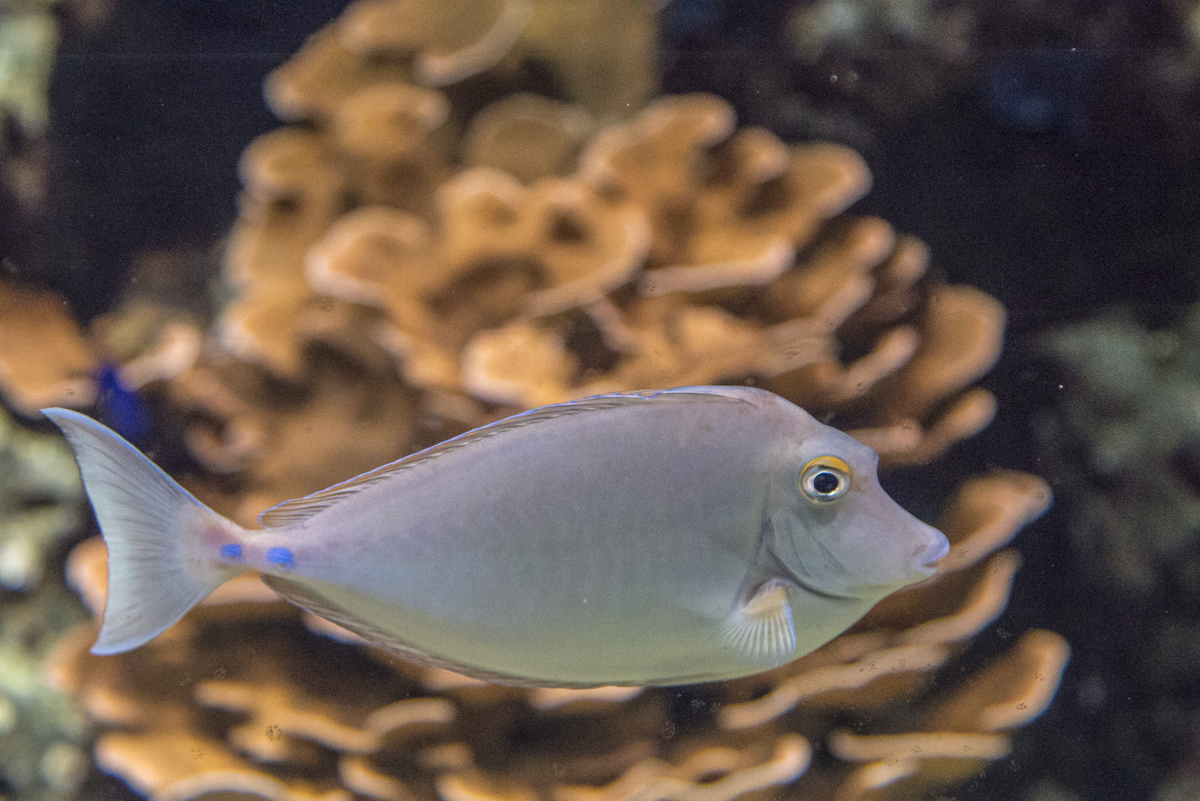 Aquazoo Fisch