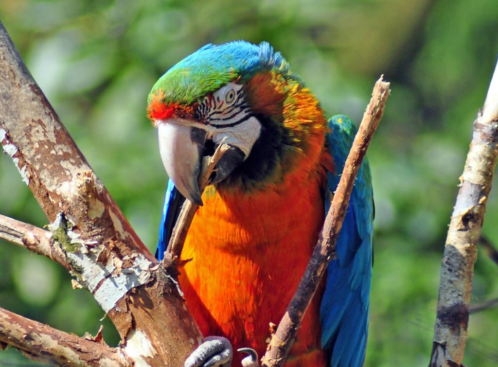 Ara /Zoo Wuppertal