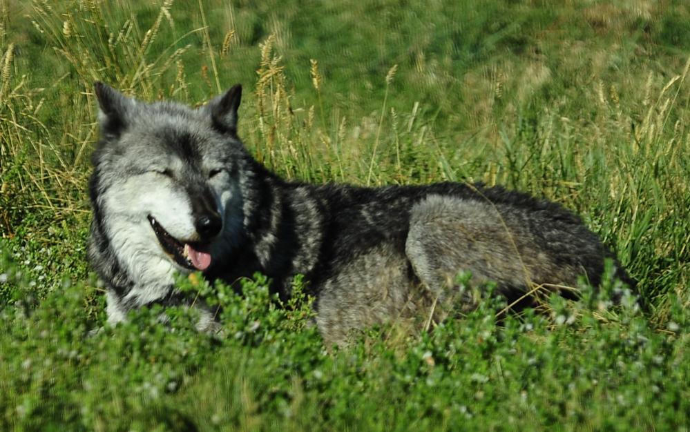 Arctic Wolf