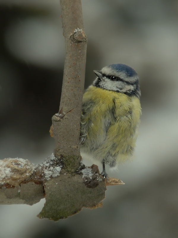 arg mitgemommene Blaumeise